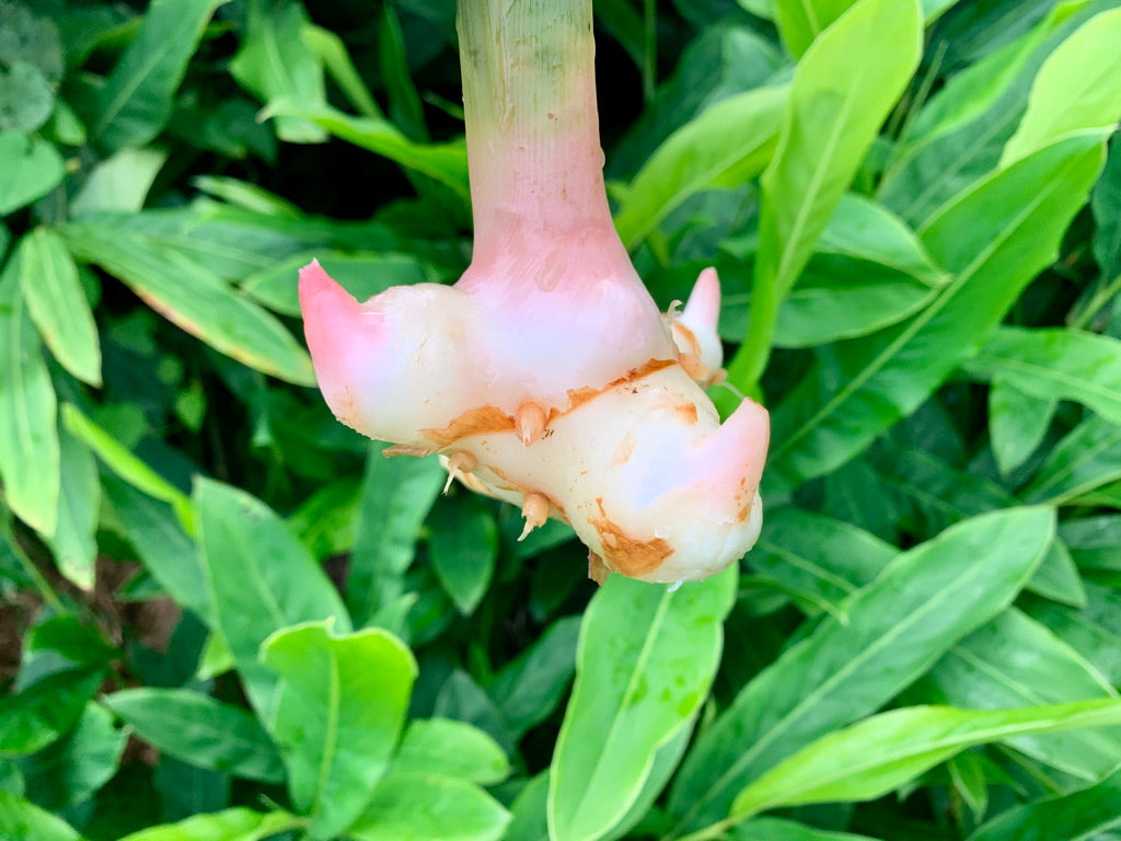 SOLD OUT- Organic Galangal 1 lb