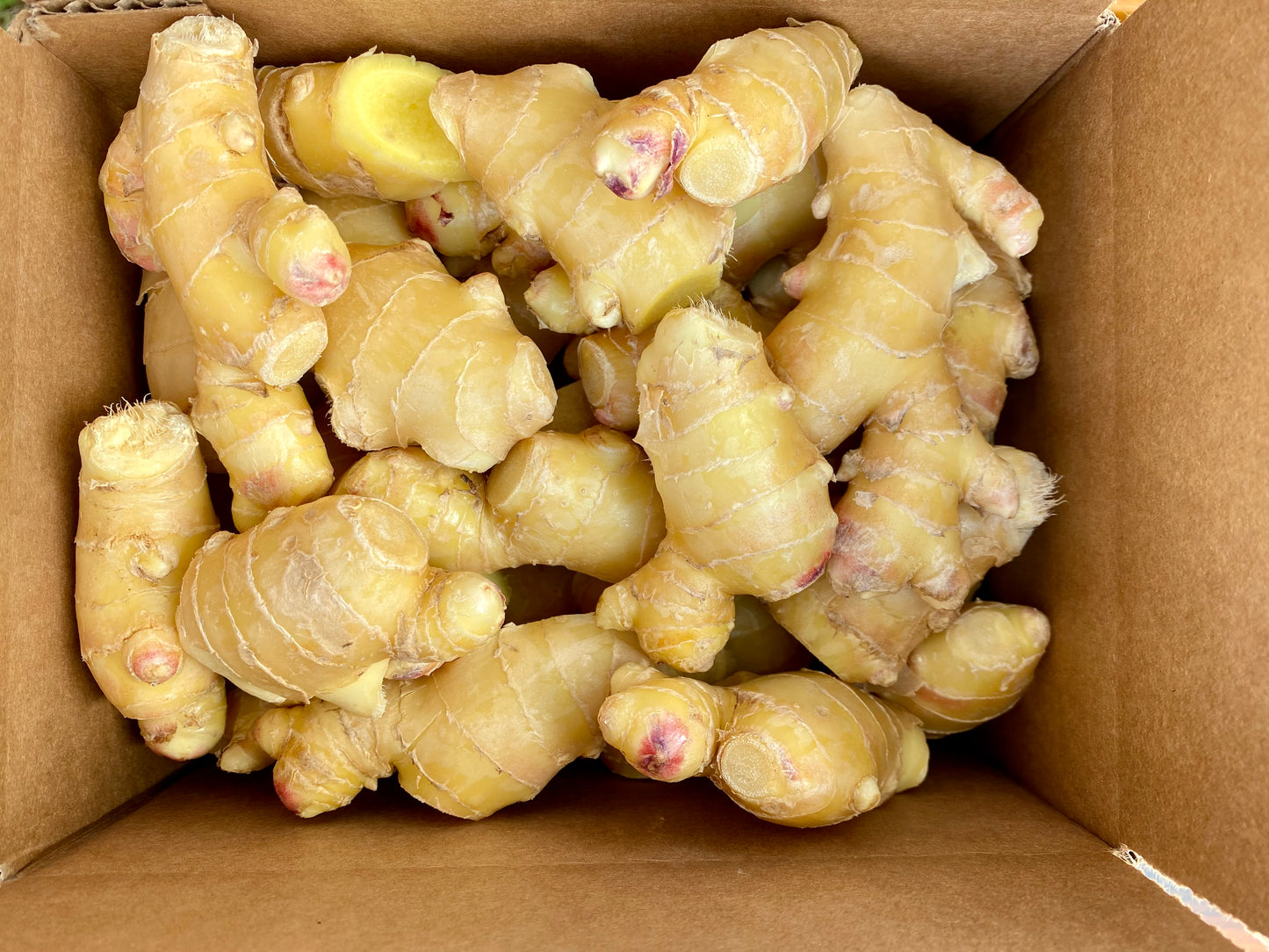 Organic Ginger Root